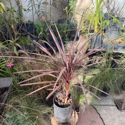 Cordyline Australis rubra chica Maceta 4 litros