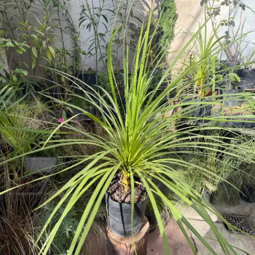 Cordyline Australis verde grande