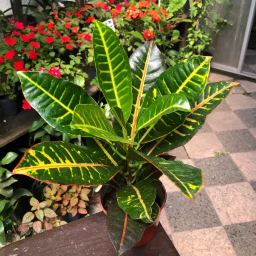 Codiaeum variegatum 'petra' "Crotón Petra" mediano