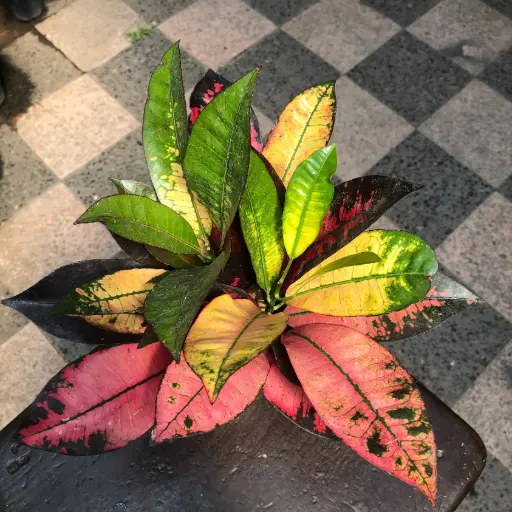 Codiaeum variegatum "Crotón Mona Lisa"