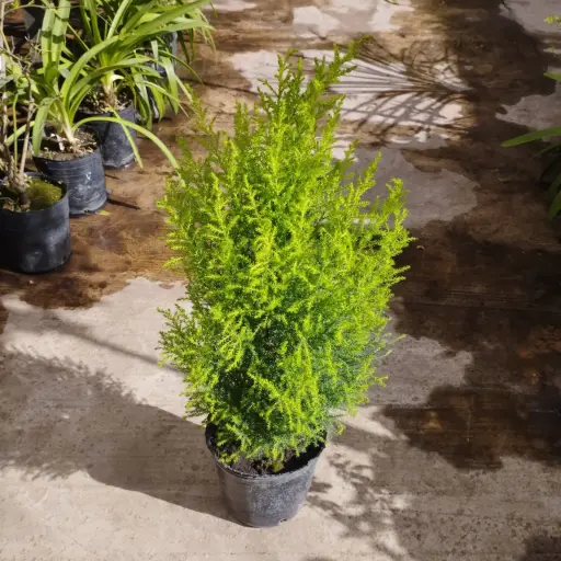 Cupressus Macrocarpa "Goldcrest" (Pino Limón) Maceta 3 litros
