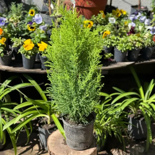 Cupressus Macrocarpa 'Goldcrest' "Pino limón"