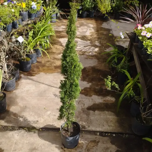 Cupressus stricta "Totum"