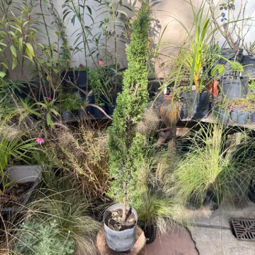 Cupressus stricta "Totum"