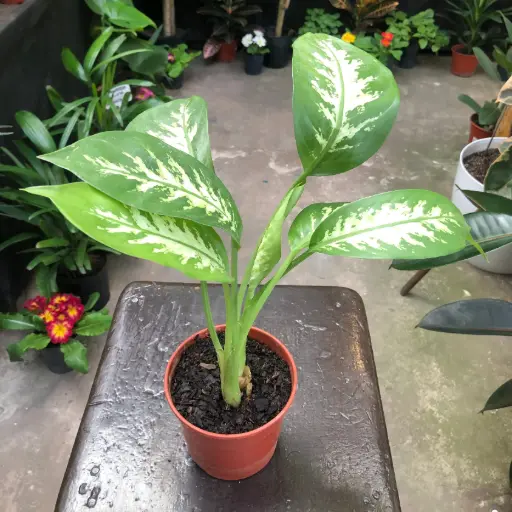 Dieffenbachia Amoena "Tropic" Maceta N°12