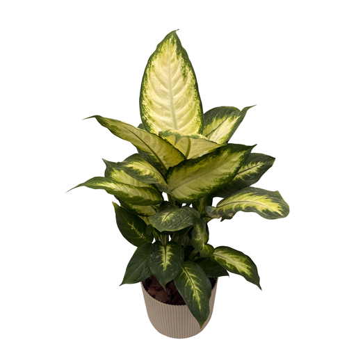 Dieffenbachia Mariana Maceta N°15
