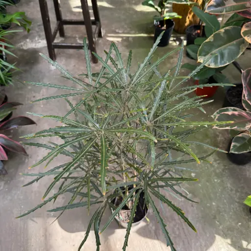 Plerandra elegantísima "Aralia elegantisima" Maceta 3 litros