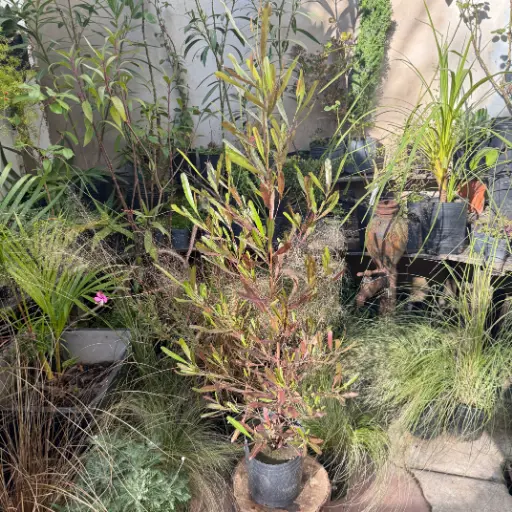 Dodonaea viscosa "Dodonea viscosa"