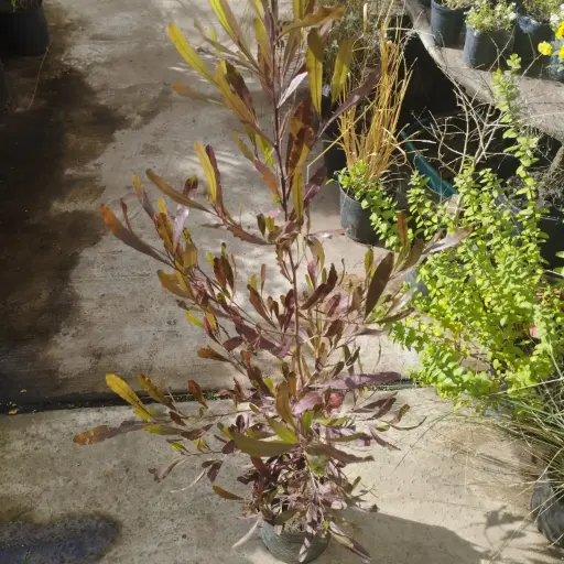 Dodonea viscosa Maceta 5 litros