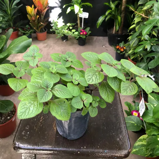 Plectranthus Ciliatus "Dólar Negro" plantín