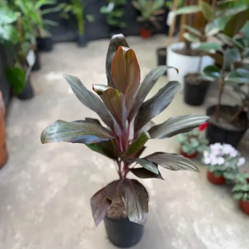Dracaena cordyline rubra Maceta 3 litros