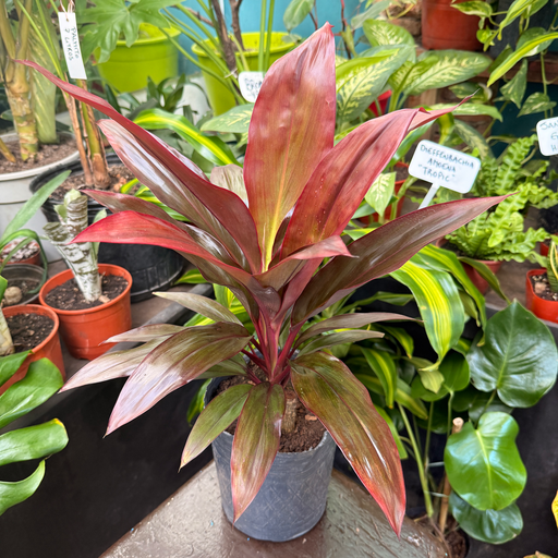 Dracaena cordyline rubra Maceta 3 litros
