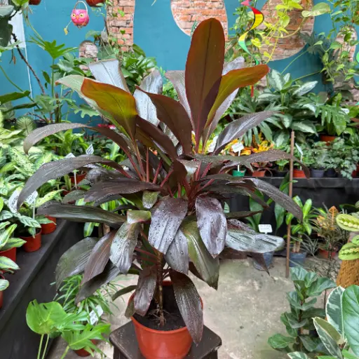 Dracaena cordyline rubra Maceta 24