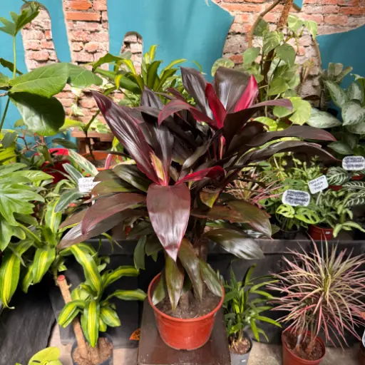 Dracaena cordyline rubra grande