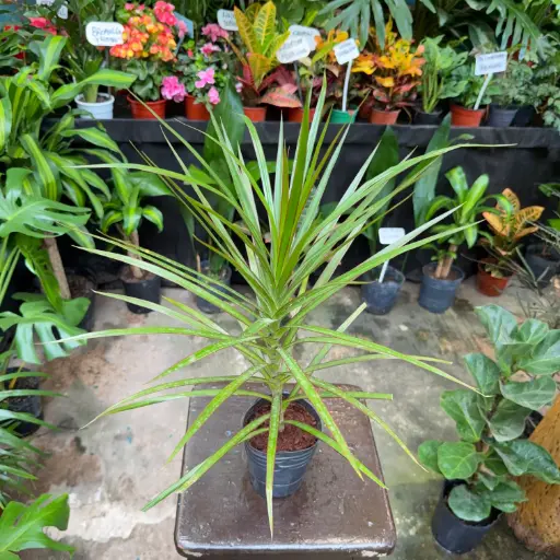 Dracaena reflexa var. angustifolia "Dracaena marginata verde"