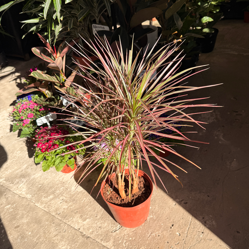Dracaena Marginata Tricolor grande