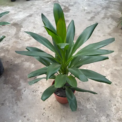 Dracaena Robusta