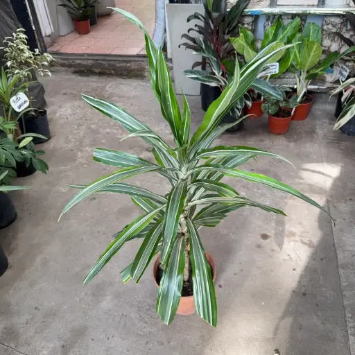Dracaena Warneckii Maceta 3 litros