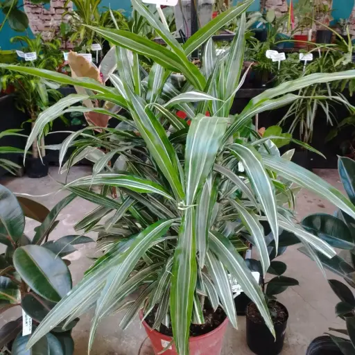 Dracaena Warneckii Grande 