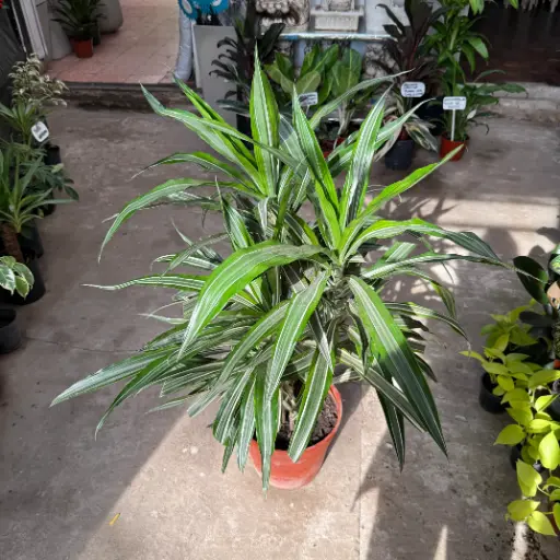 Dracaena Warneckii grande 