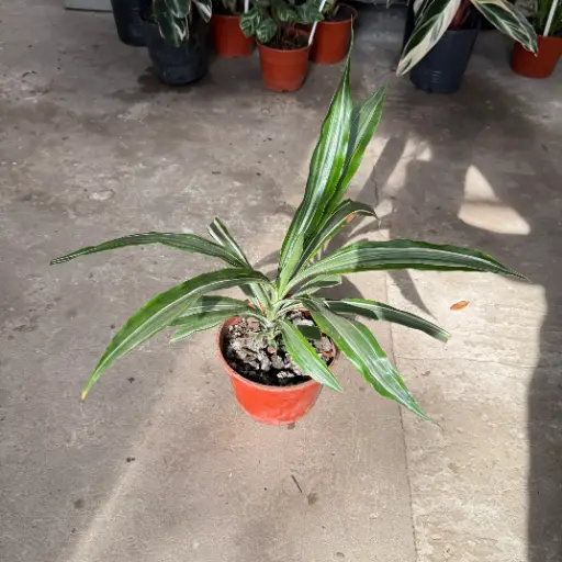 Dracaena Warneckii Maceta N°12