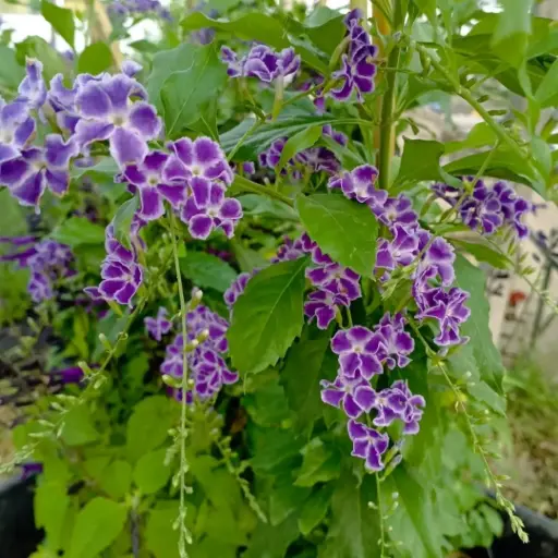 Duranta chocolate