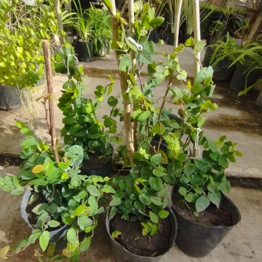 Ficus Pumila Repens "Enamorada del muro"