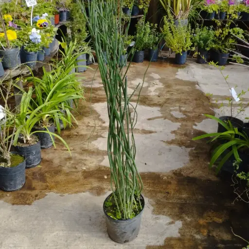 Equisetum hyemale