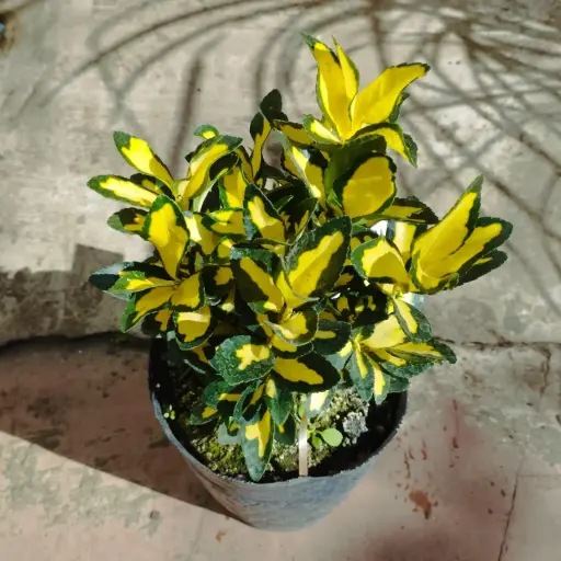 Euonymus "Evonimo"