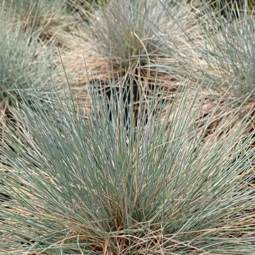 Festuca glauca plantín