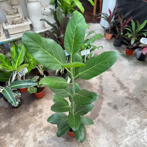 Ficus benghalensis "Ficus Audrey"