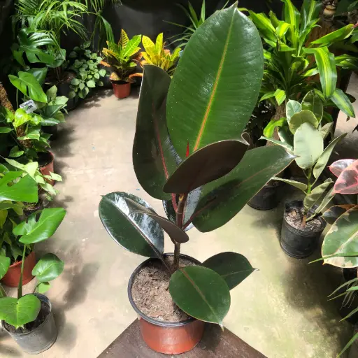Ficus cabernet "Gomero" chico