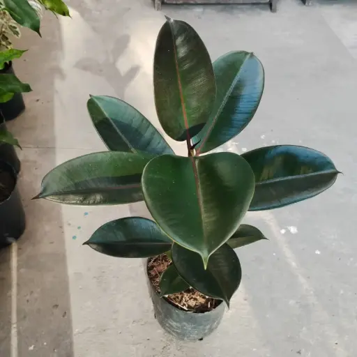 Ficus Elástica "Gomero disciplinado" chico