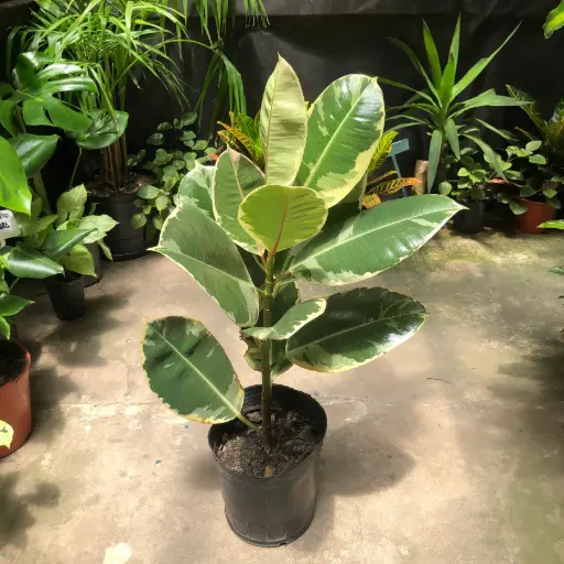 Ficus Elástica "Gomero disciplinado" grande