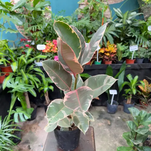 Ficus Elástica Ruby "Gomero rosado" Mediano