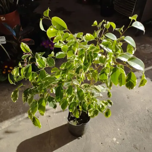 Ficus benjamina "Ficus disciplinado"