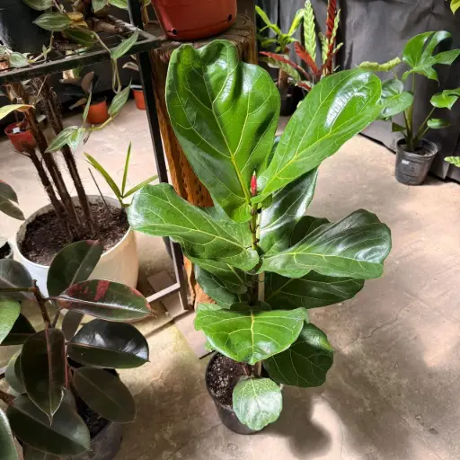 Ficus pandurata "Ficus lyrata" mediano