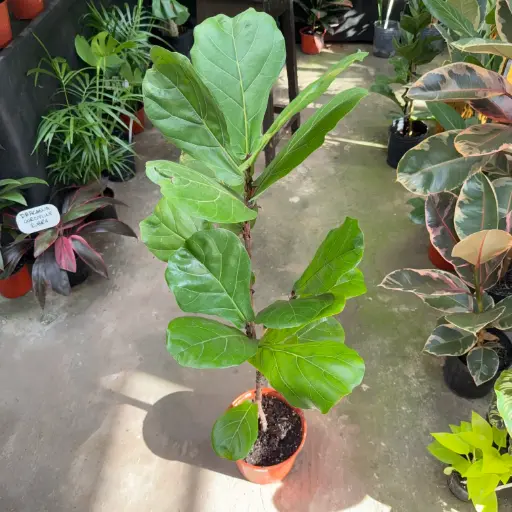 Ficus pandurata "Ficus lyrata" mediano