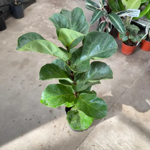 Ficus pandurata "Ficus lyrata" grande