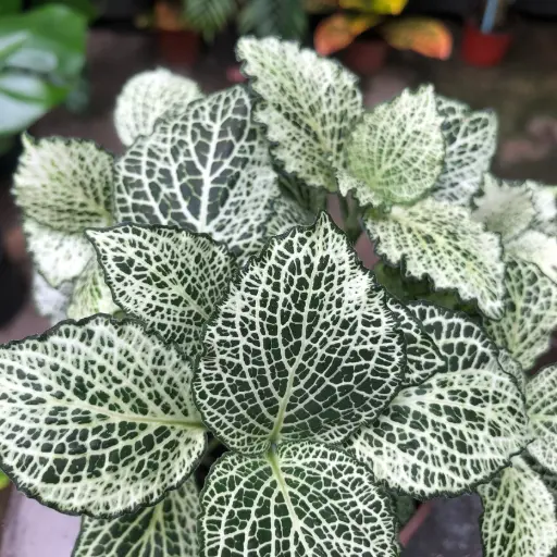 Fittonia Maceta N°11
