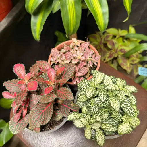 Fittonia verschaffeltii "Fitonia"