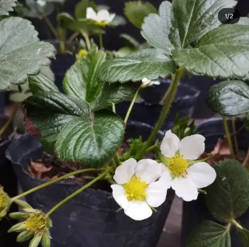 Fragaria × ananassa "Frutilla" plantín