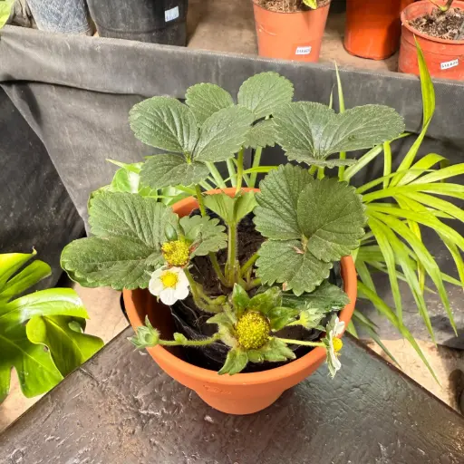 Fragaria × ananassa "Frutilla"