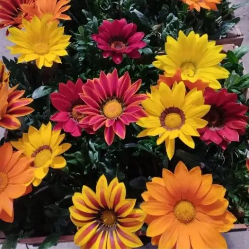 Gazania rigens "Gazania"