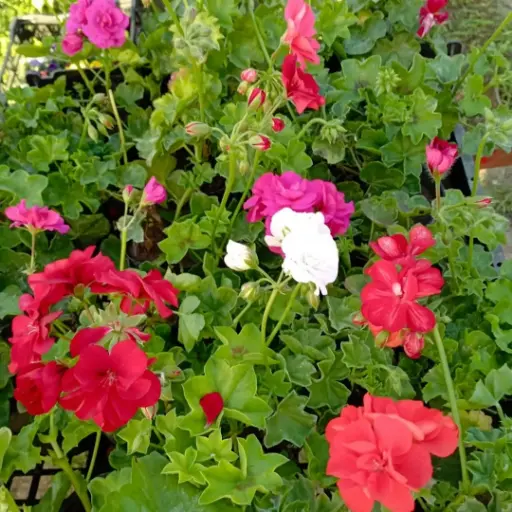 Geranium "Geranio" plantín