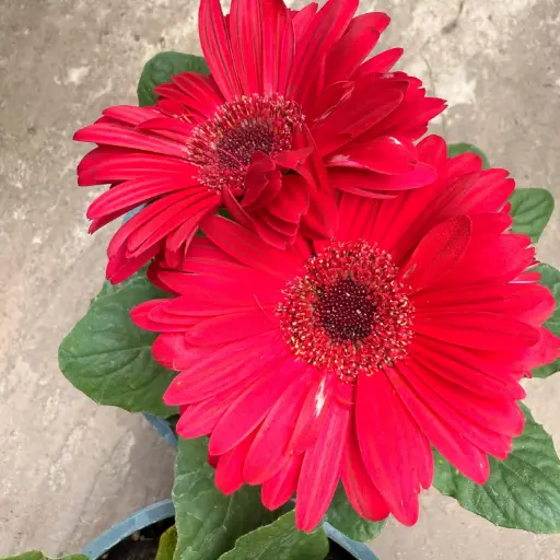 Gerbera Jamesonii