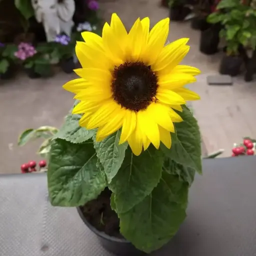 Helianthus Annuus "Girasol enano"