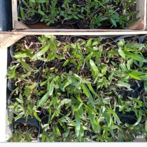 Axonopus compressus "Grama bahiana" plantín
