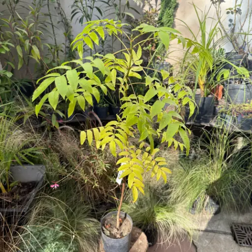 Tecoma stans "Guarán" mediano