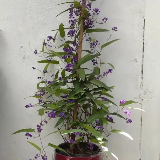 Handerbergia grande